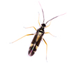 Cyllecoris histrionius